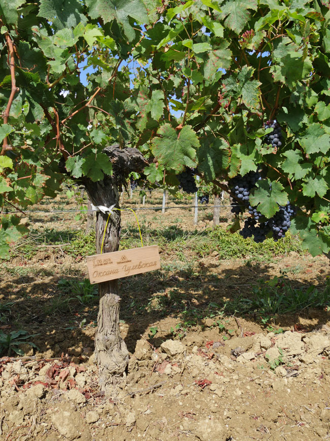 Виноградник на урожай